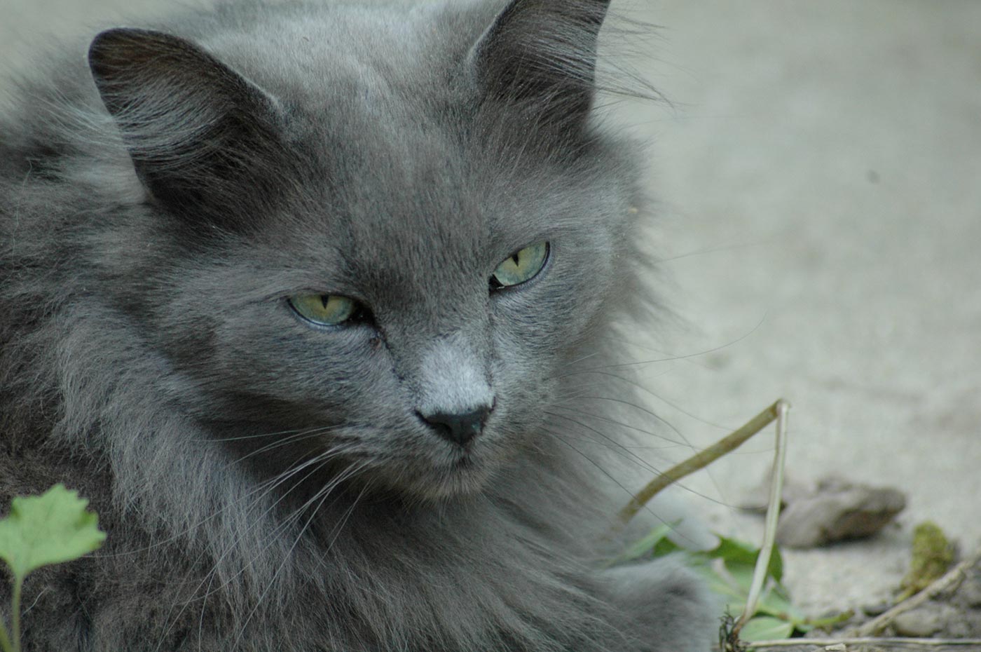 grey_cat_with_green_eyes