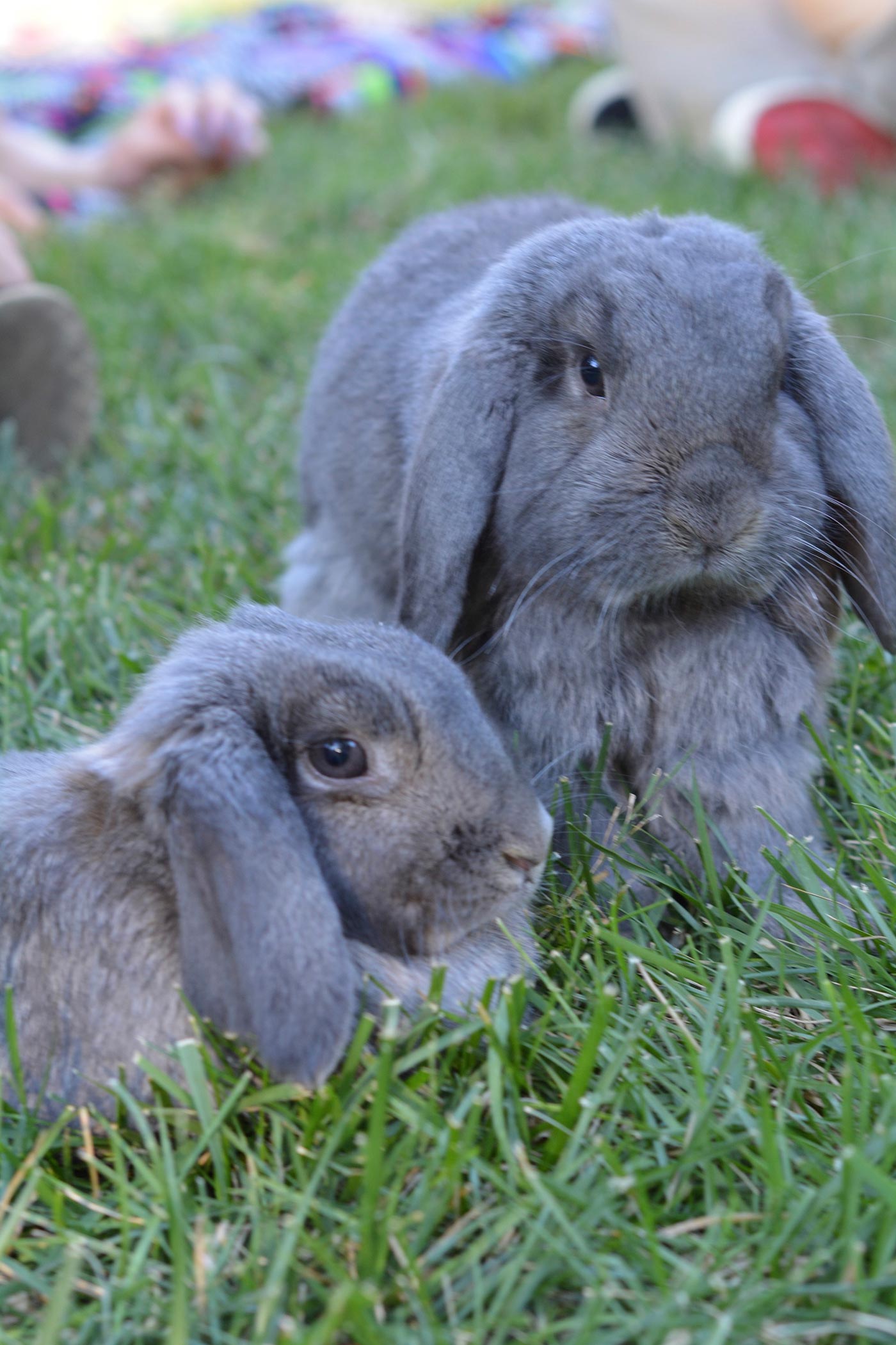 large_bunnies_grey