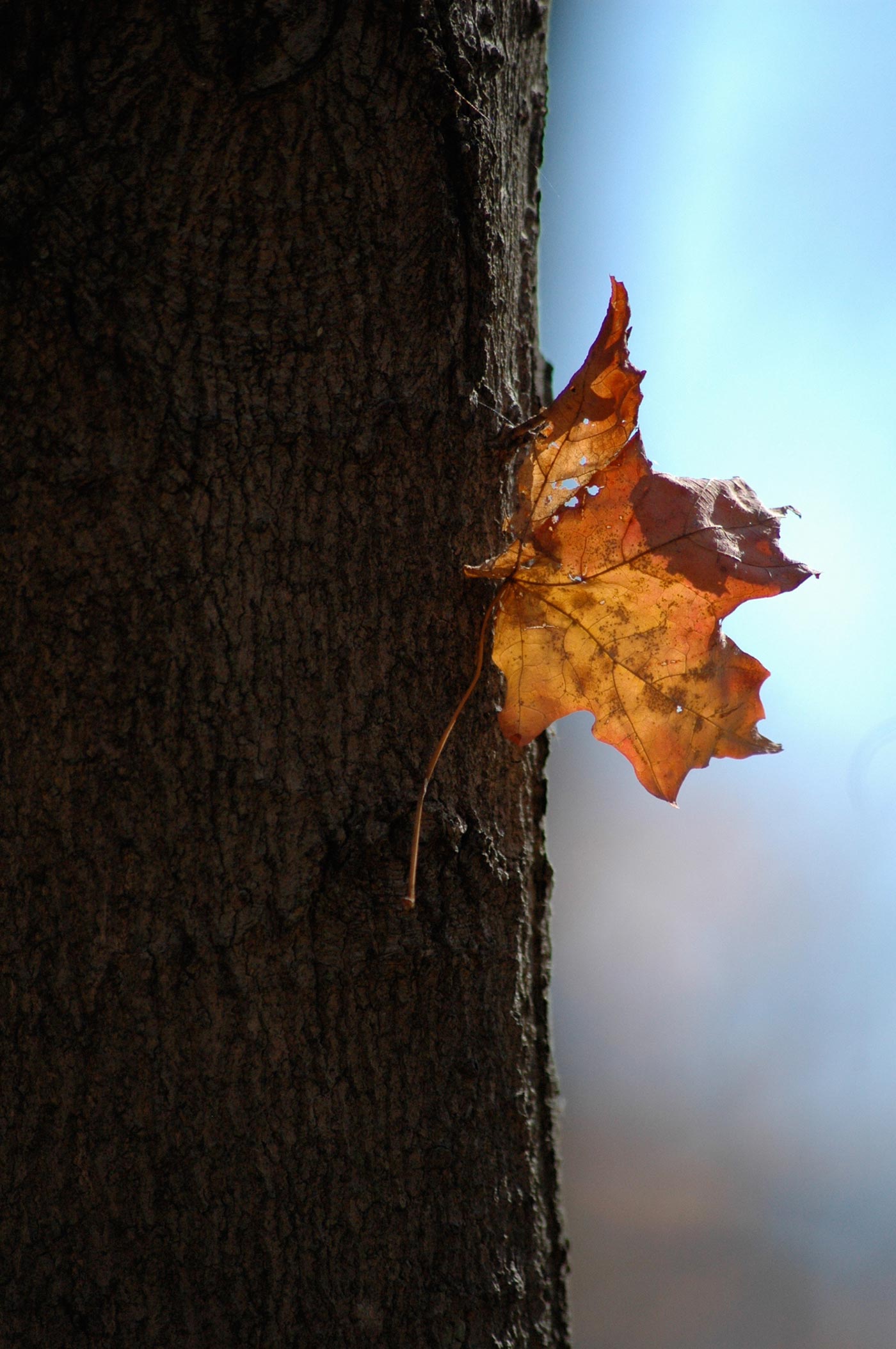 leaf_stuck_on_tree