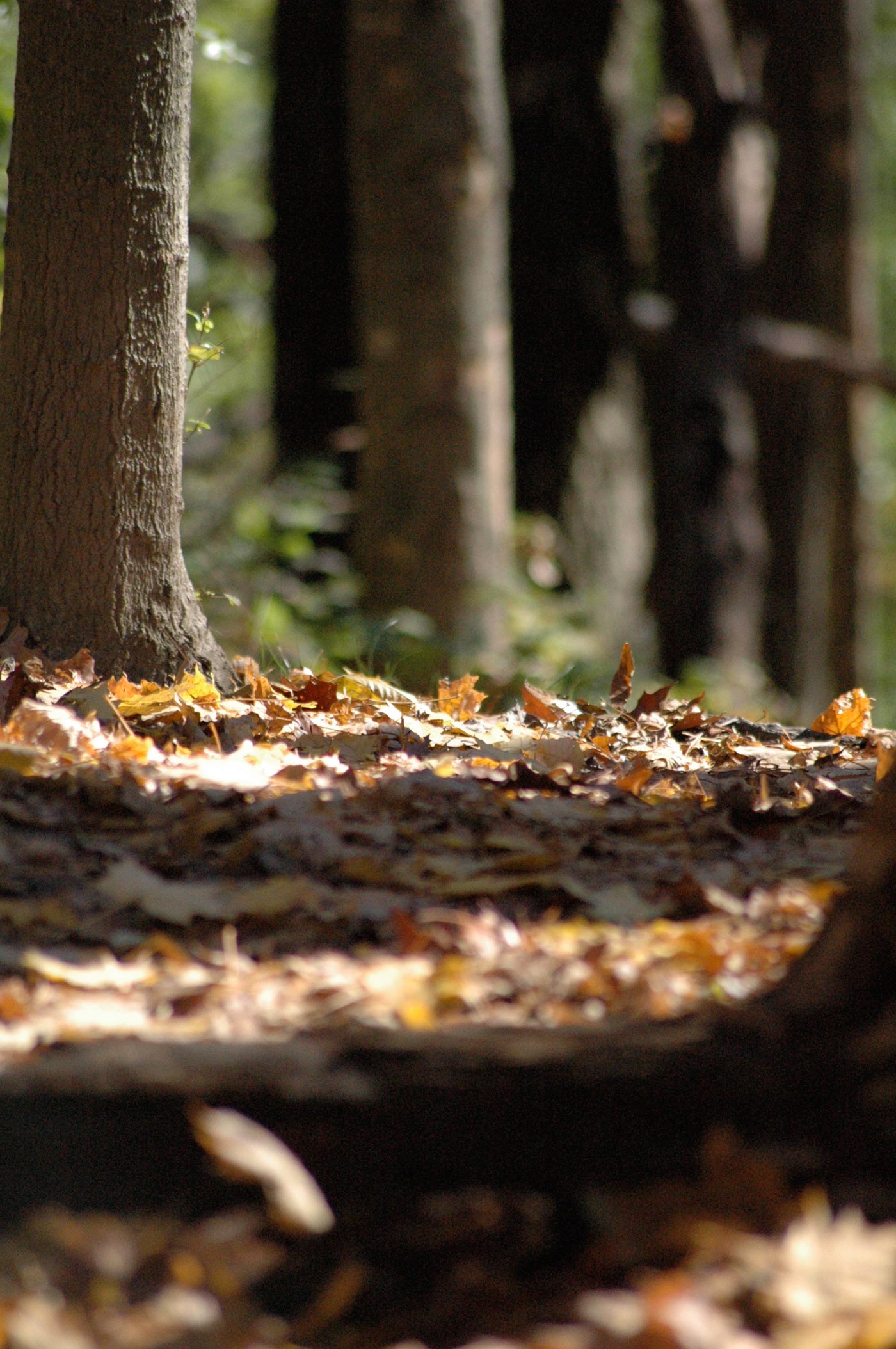 leaves_ground_cover_path