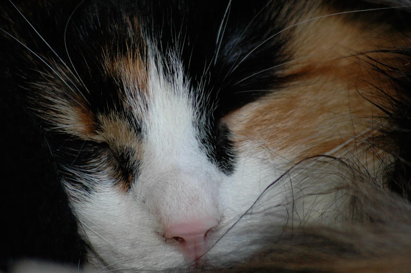 orange_white_black_cat_closeup