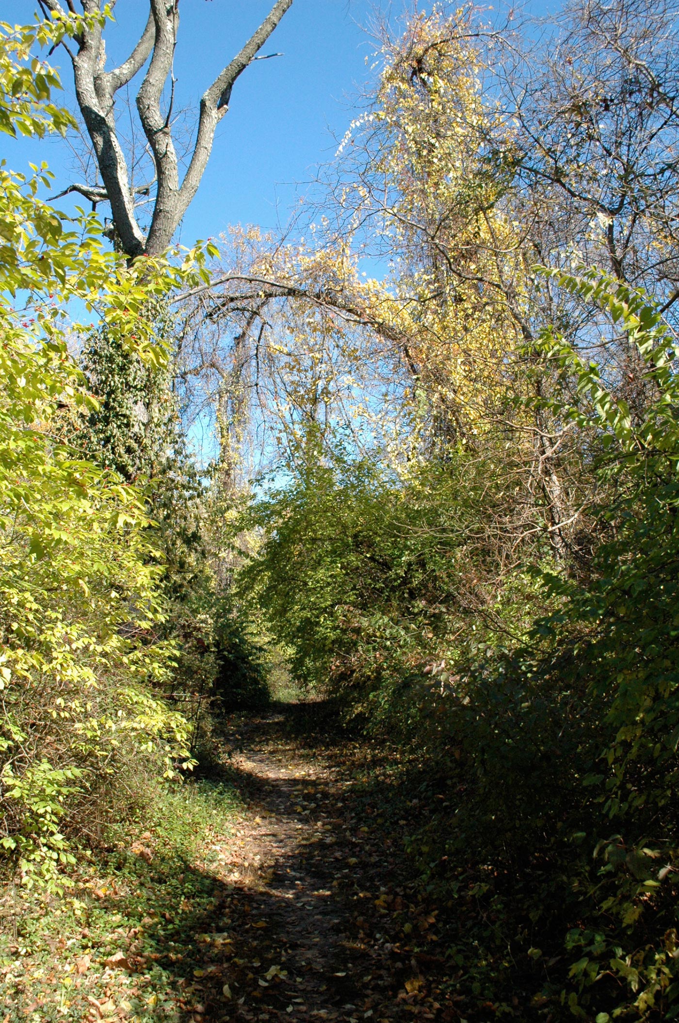 pathway_nature_forest