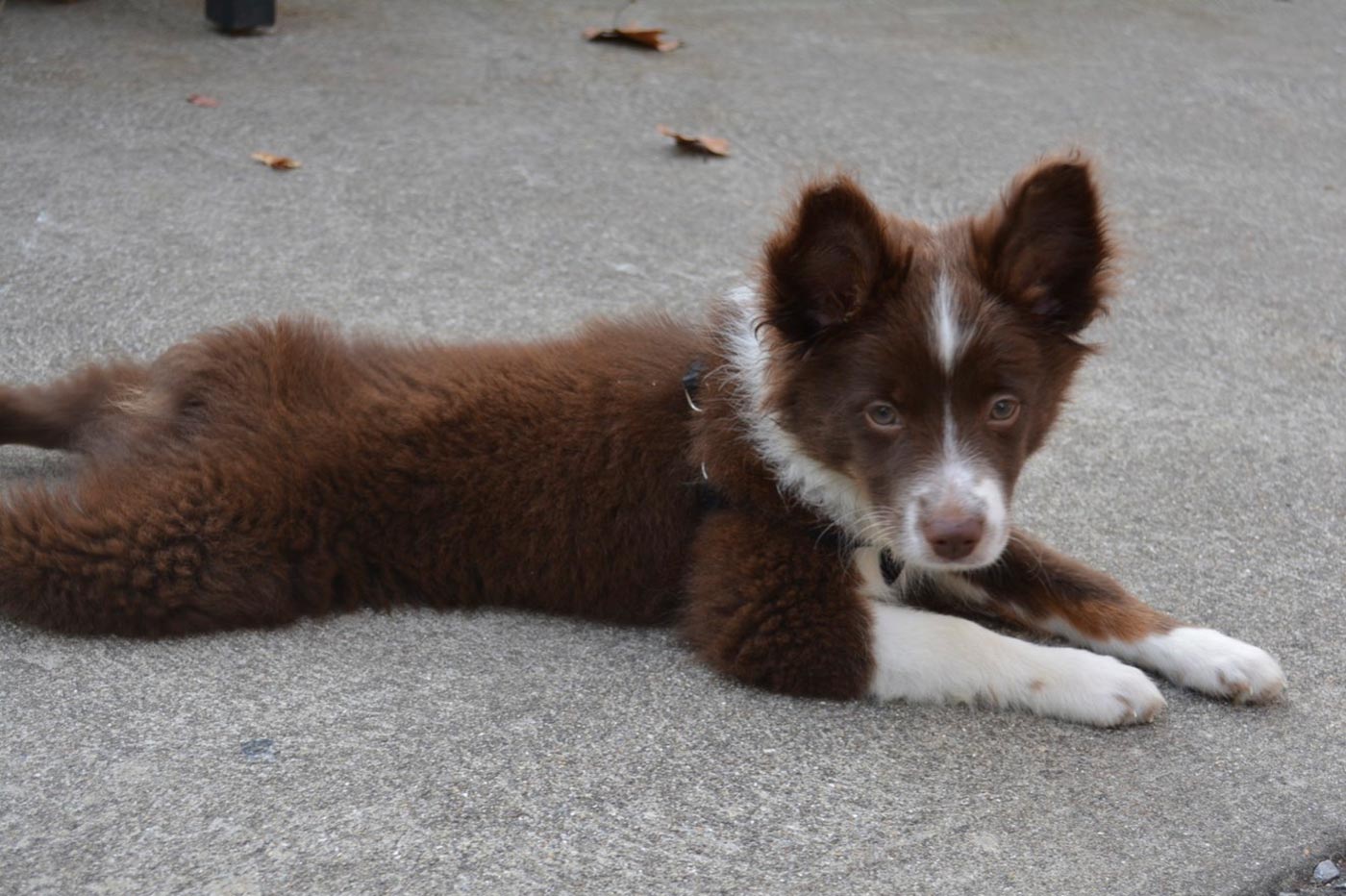 puppy_beautifuleyes_brown_white