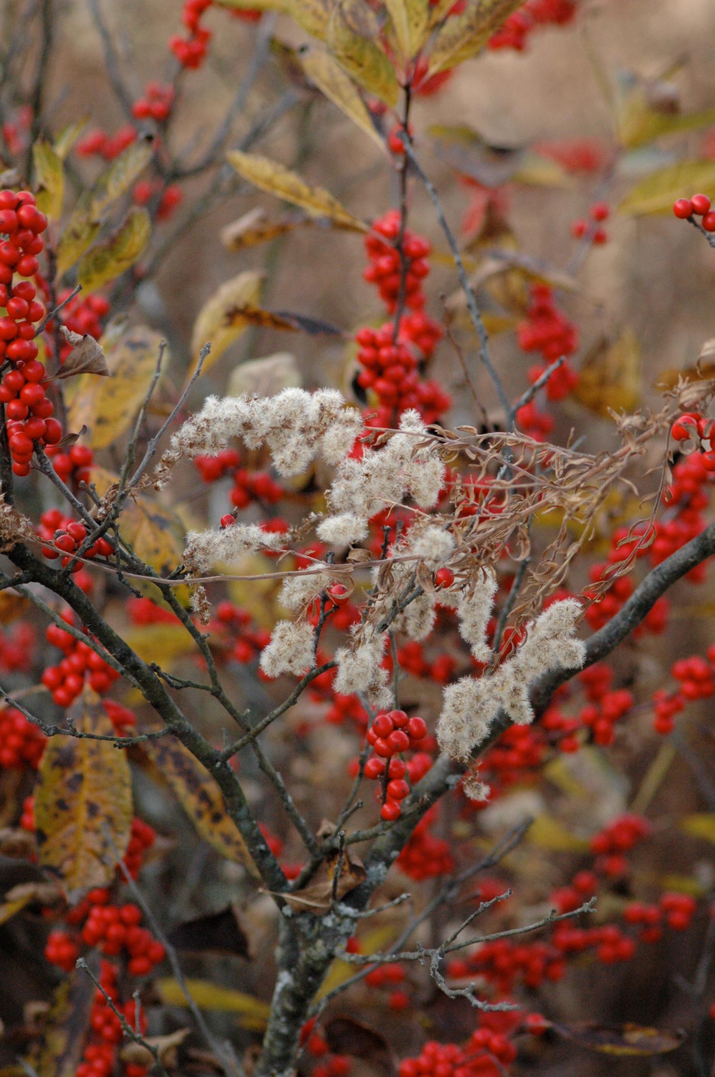 red_berries_with_white