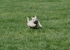 running_dog