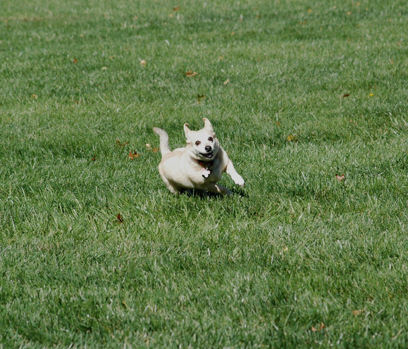 running_dog