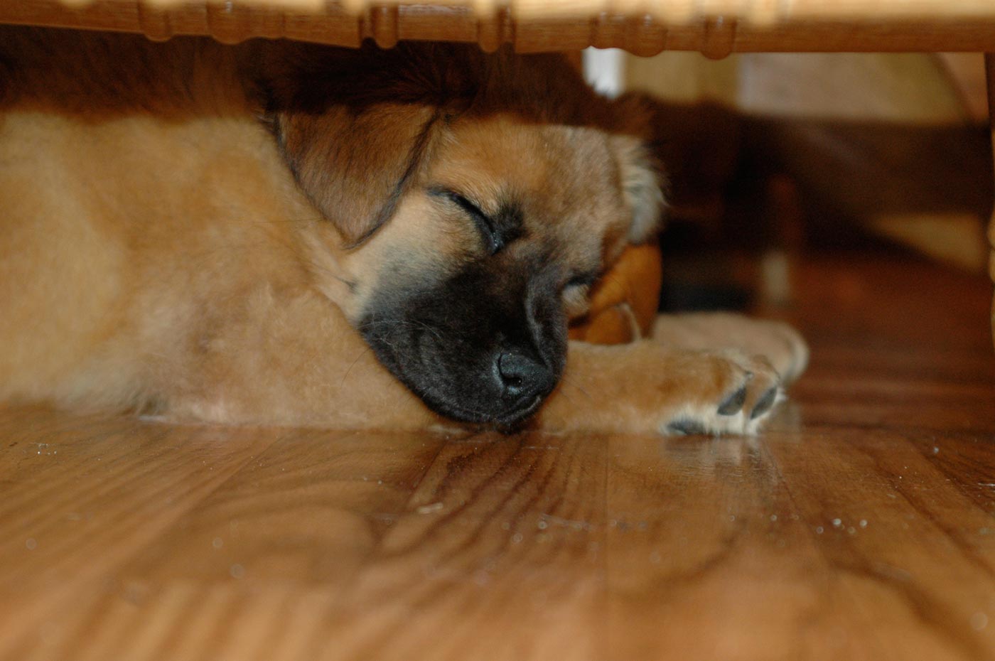 sleepy_puppy