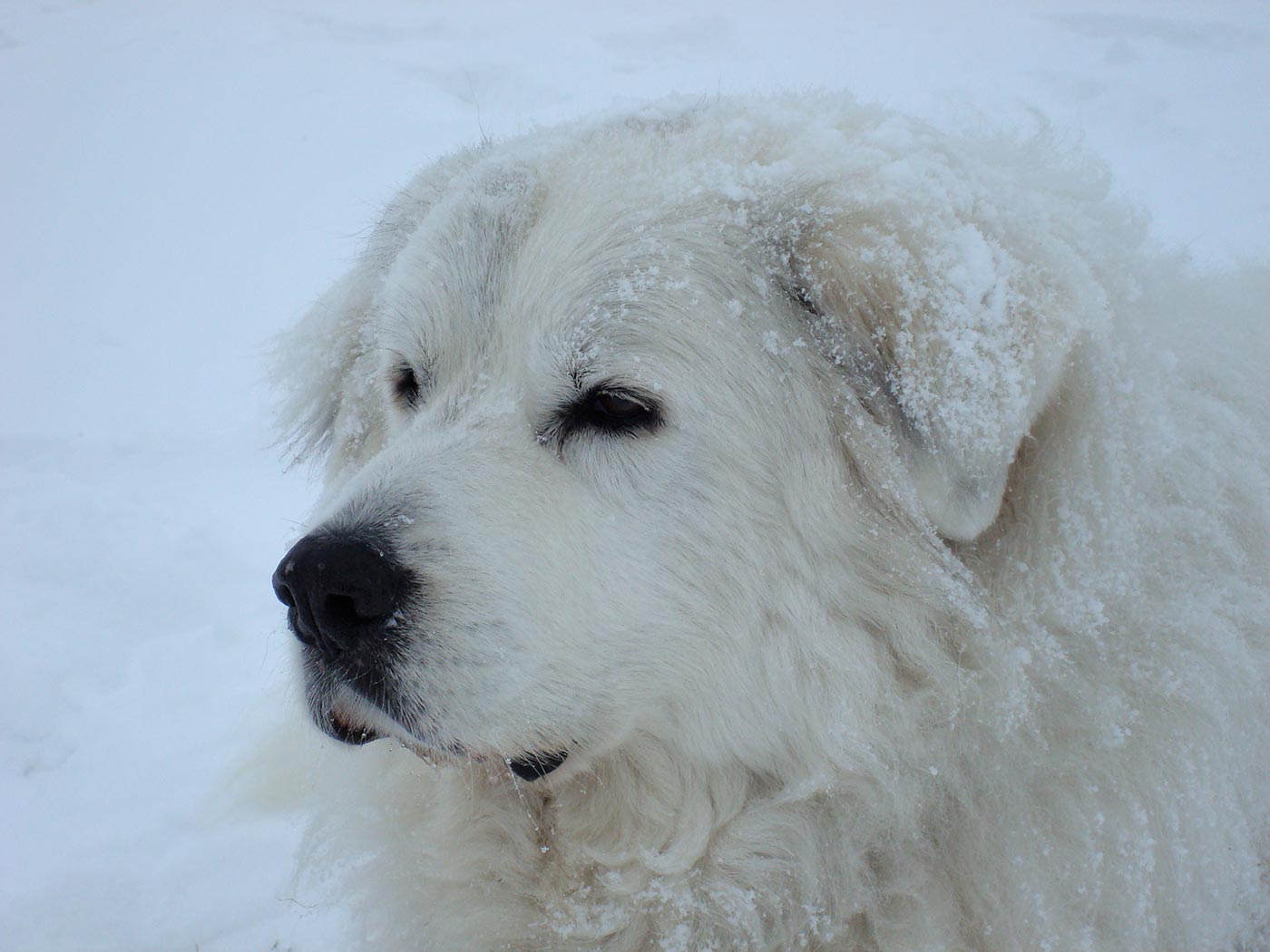 white_bear_dog_in_the_snow