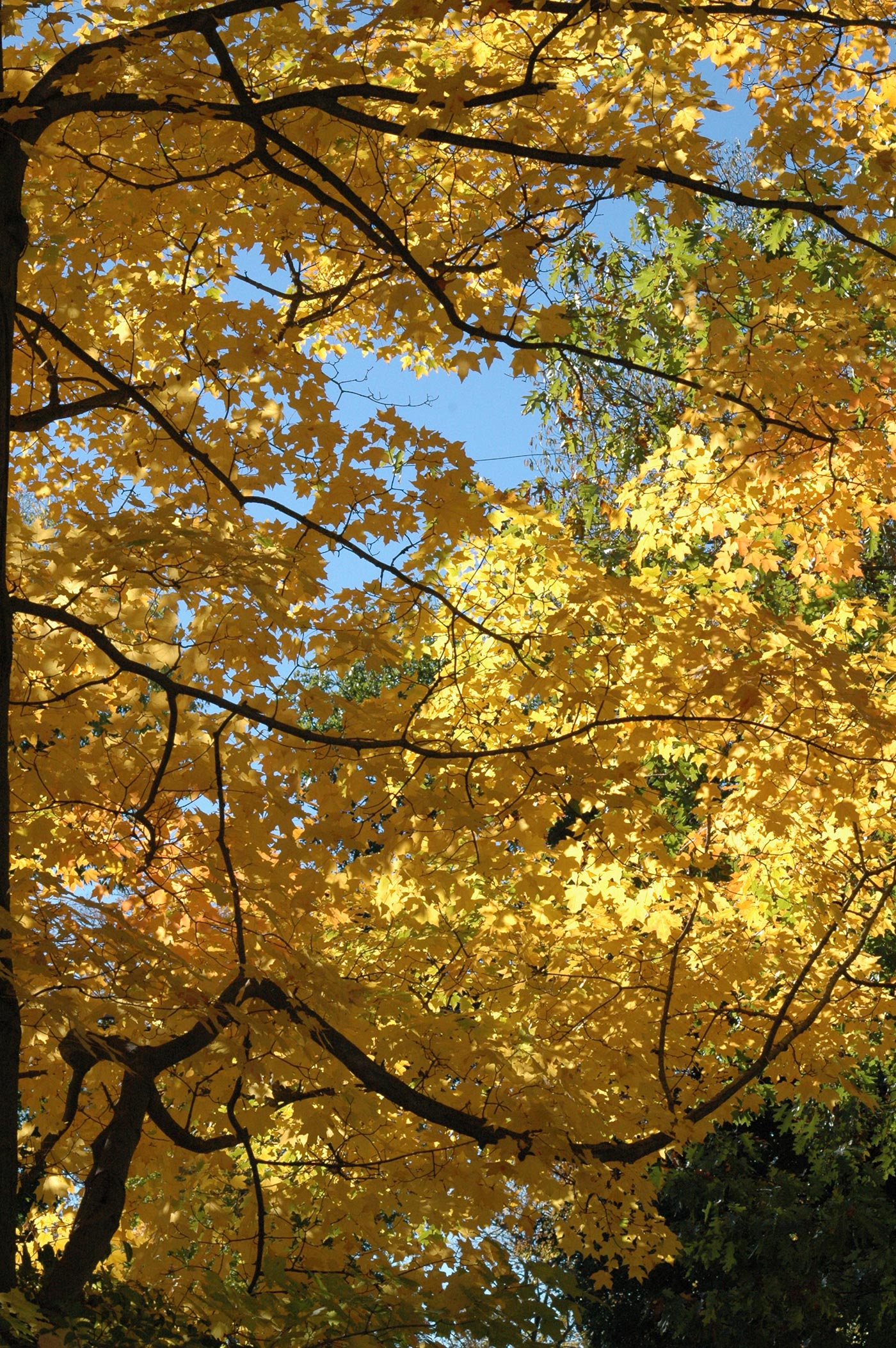 fall_yellow_leaves