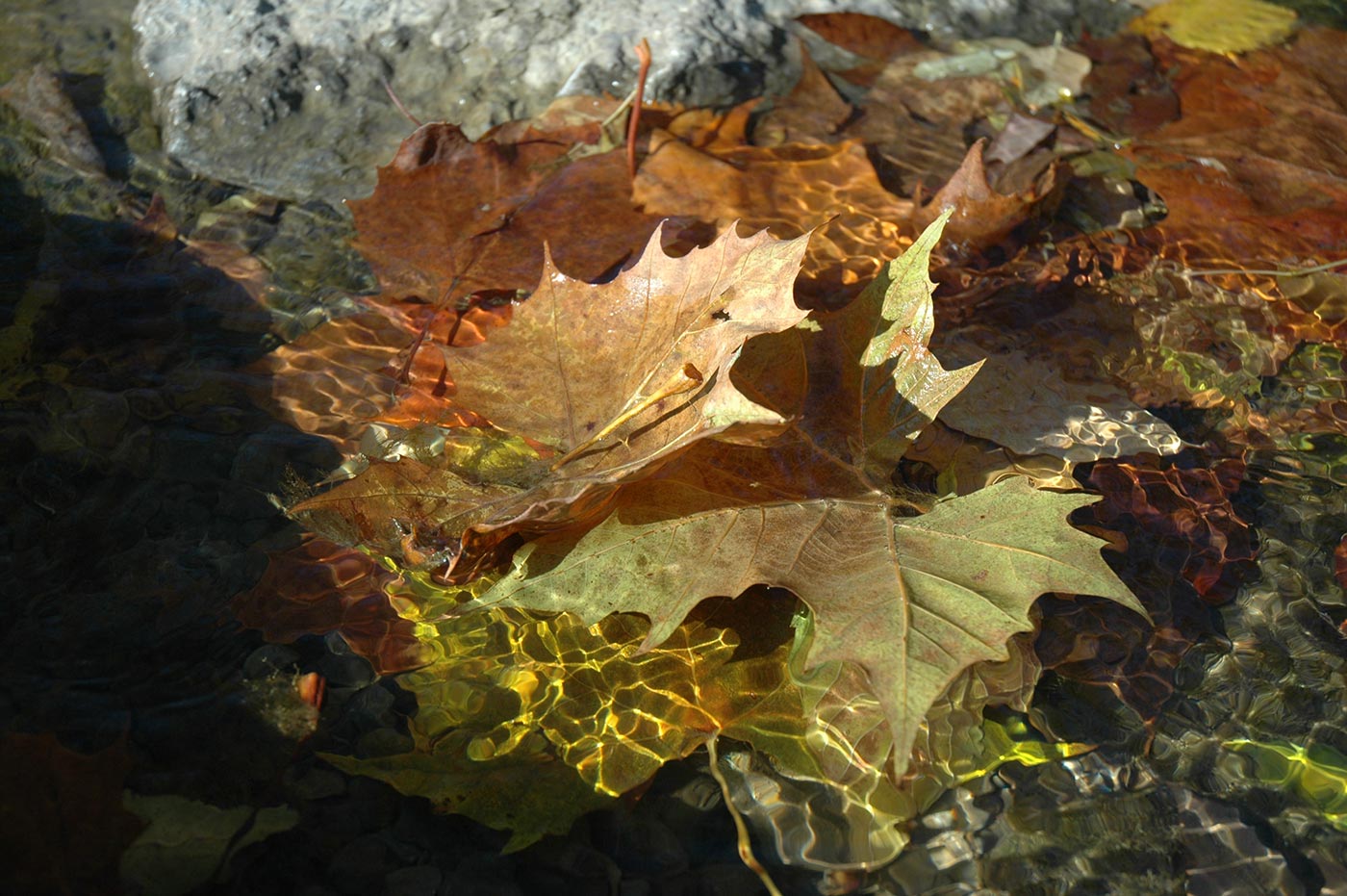 leaves_in_water_1