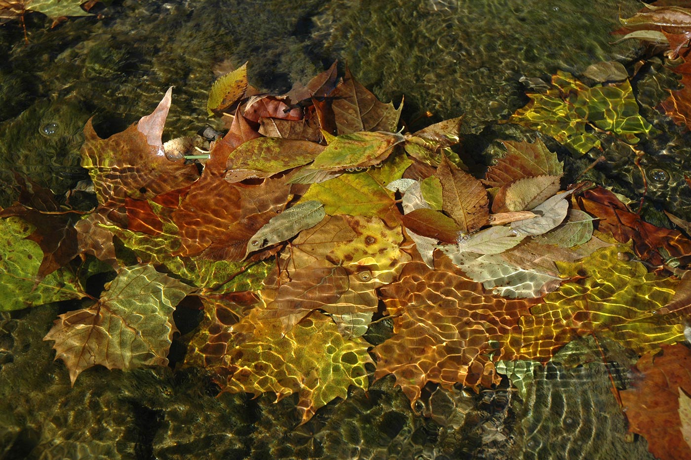 leaves_in_water_2