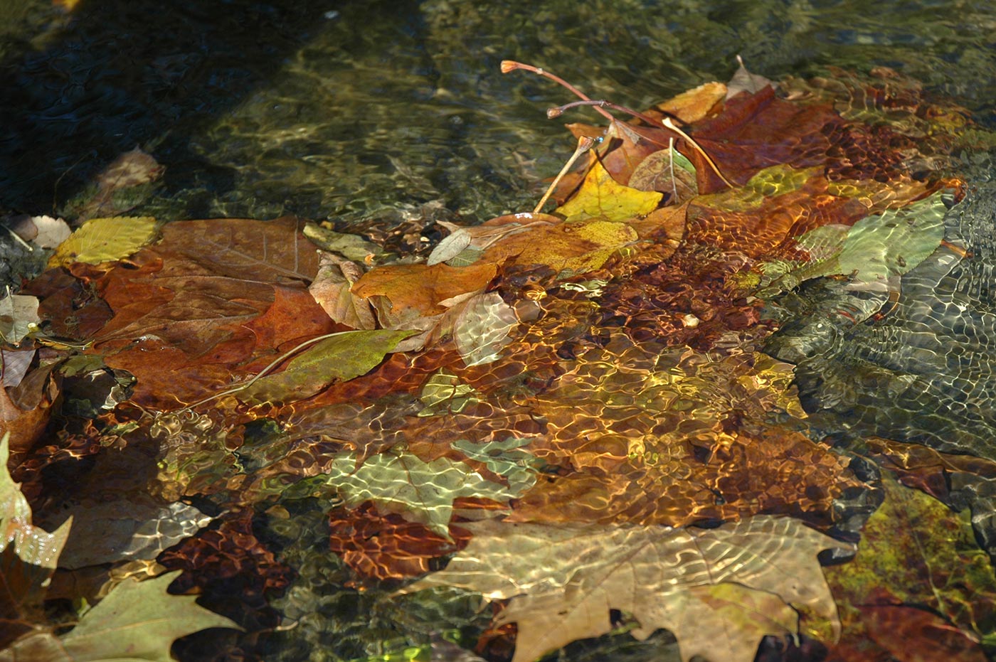 leaves_in_water_3